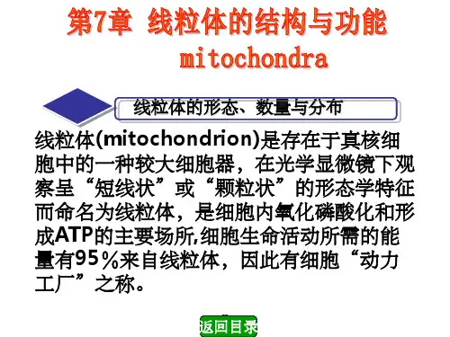 第七章线粒体的结构与功能