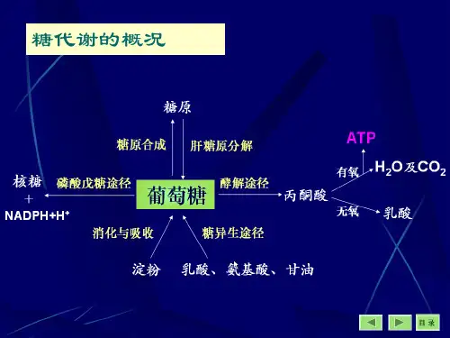 5-5糖的有氧氧化