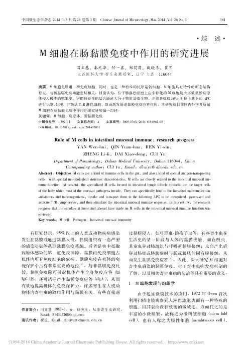 M细胞在肠黏膜免疫中作用的研究进展_闫文慧