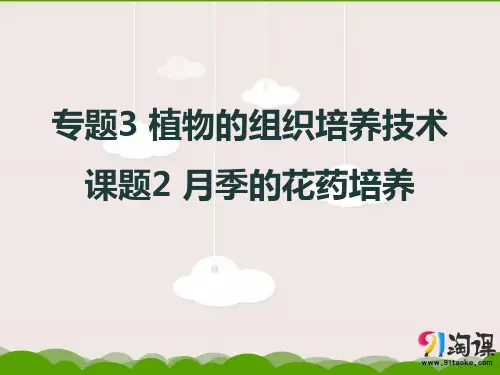 课件4：3.2月季花药培养