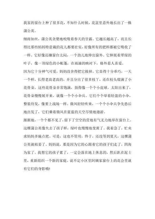 我家阳台上的那盆蒲公英作文