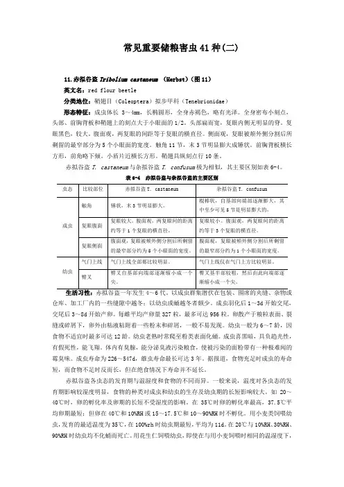 常见重要储粮害虫41种(二)
