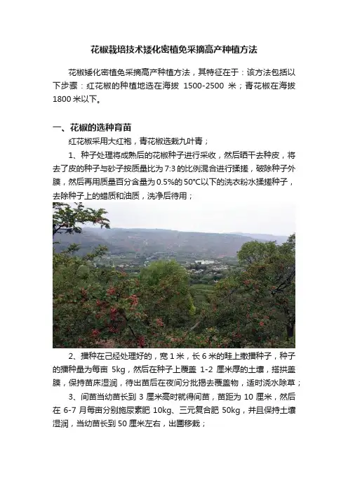 花椒栽培技术矮化密植免采摘高产种植方法