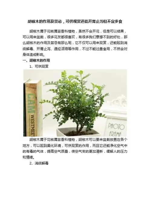 胡椒木的作用及禁忌，可供观赏还能开胃止泻但不宜多食