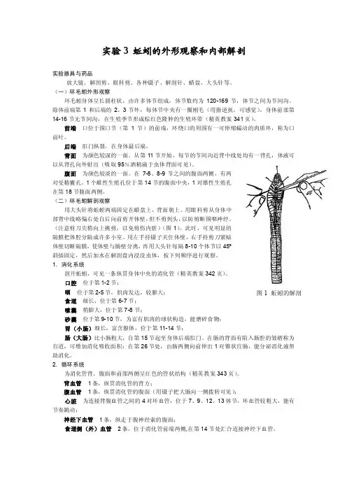 实验3蚯蚓的外形观察和内部解剖