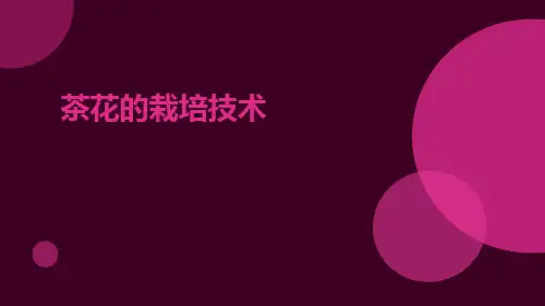 茶花的栽培技术