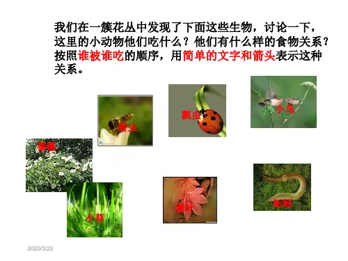 科学五年级上册食物链与食物网课件