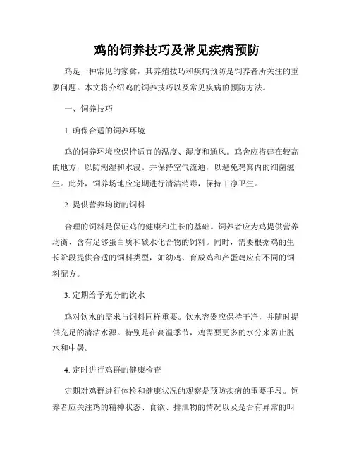 鸡的饲养技巧及常见疾病预防
