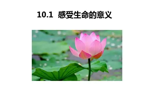 道德与法治七(上)感受生命的意义优秀课件(部编版)9