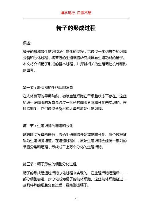 精子的形成过程