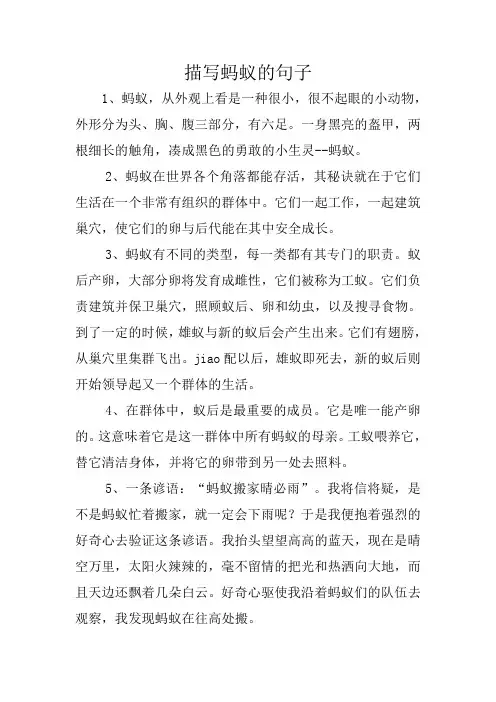 描写蚂蚁的句子