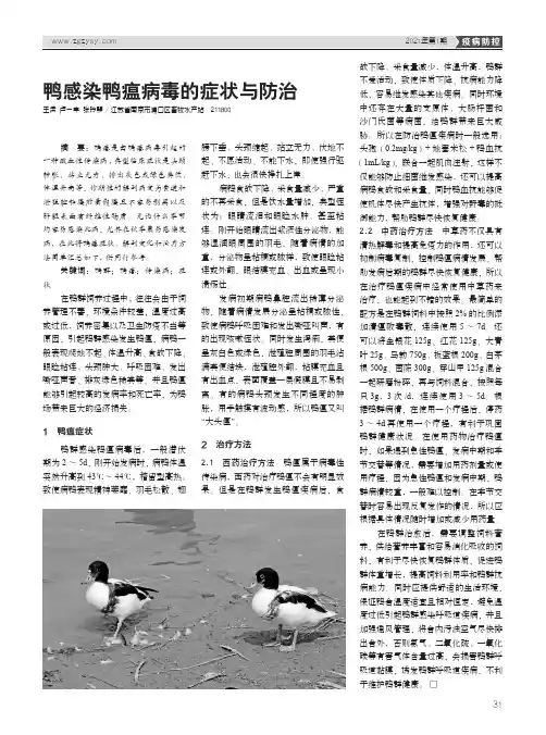 鸭感染鸭瘟病毒的症状与防治