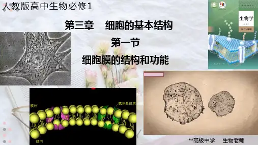 人教版高中生物新教材  必修1分子与细胞  第3章第1节  细胞膜的结构和功能(2课时)