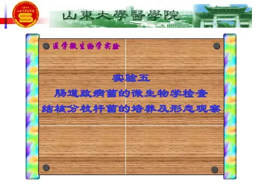 肠道致病菌的微生物学检查结核分枝杆菌的培养和形态观察