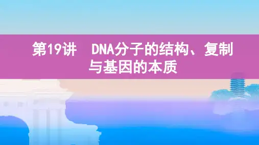 2024届高三生物一轮复习课件-第19讲DNA分子的结构、复制与基因的本质+