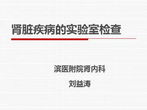 肾功能检查