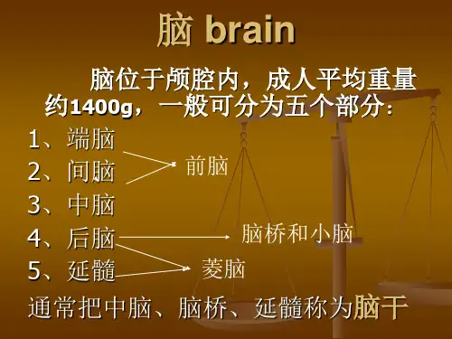 人体解剖学 脑干汇总