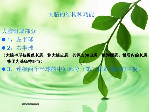 脑的结构和功能