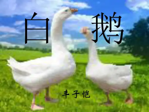 鲁教版三年级语文下册《白鹅》课件