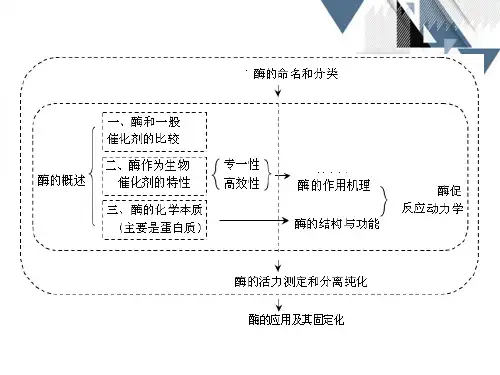 生化第4章学习酶