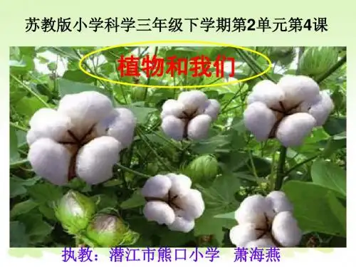 苏教小学科学三下《2.4.植物和我们》PPT课件 (1)