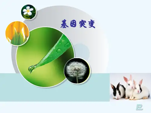 基因突变(公开课)PPT课件