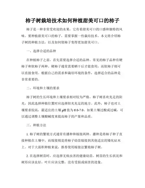 柿子树栽培技术如何种植甜美可口的柿子