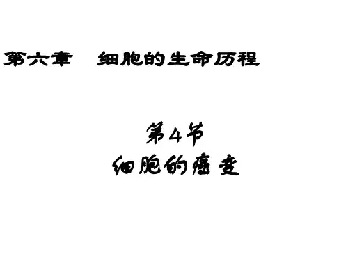 【人教版新课标高中生物必修一全套课件】6.4 细胞的癌变  课件 (人教版  必修1)