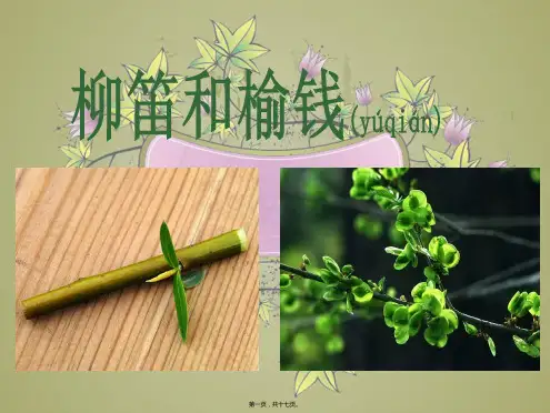 三年级语文上册 第三单元 11 柳笛和榆钱课件