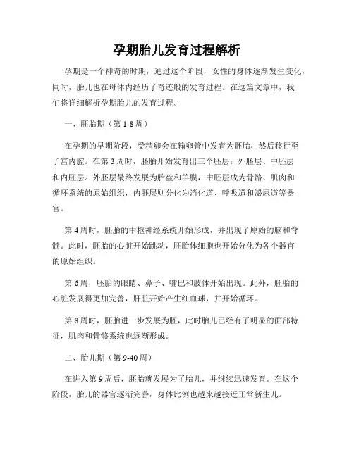 孕期胎儿发育过程解析