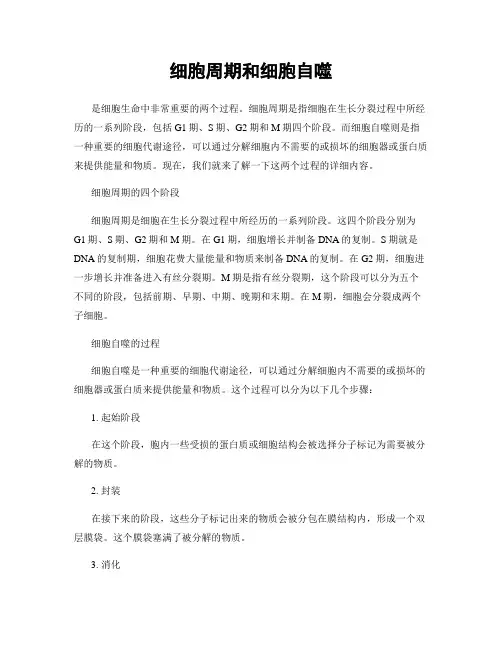 细胞周期和细胞自噬