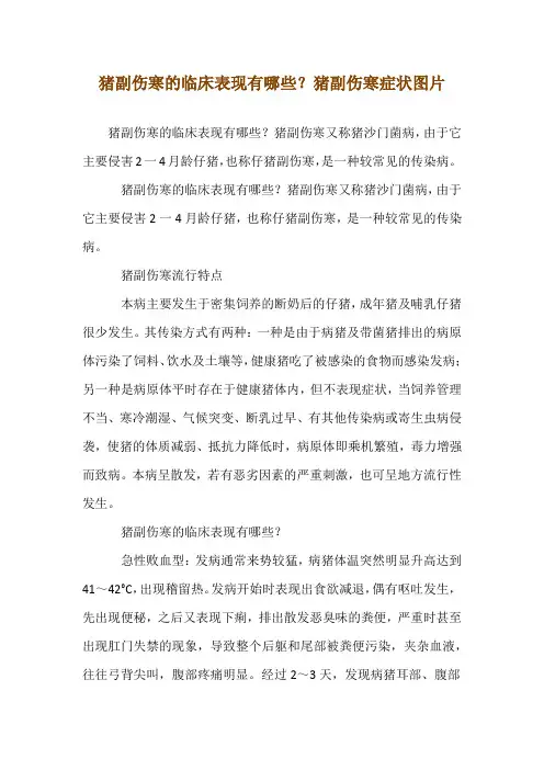 猪副伤寒的临床表现有哪些？猪副伤寒症状图片