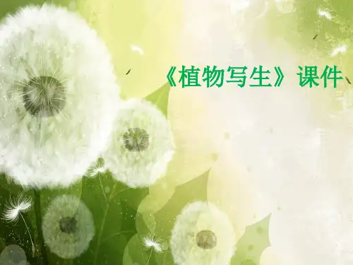 植物写生PPT课件