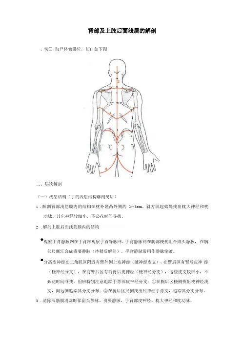 上肢前面的解剖