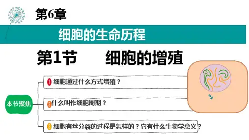 细胞的增殖课件-高一上学期生物人教版必修1