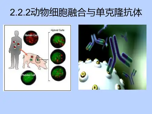 动物细胞融合与单克隆抗体1ppt课件