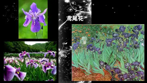鸢尾花