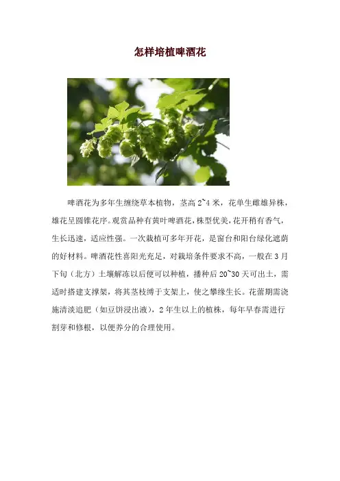 怎样培植啤酒花