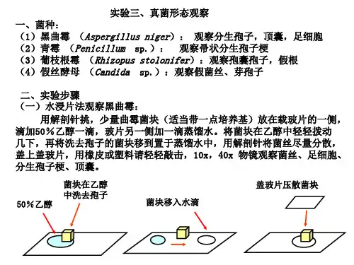 3、真菌观察