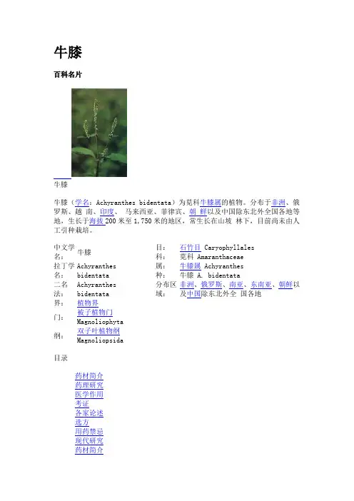 牛膝知识