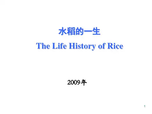 水稻的一生精品PPT课件