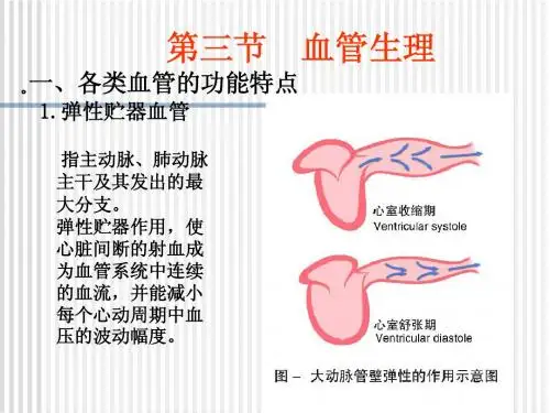 第三节 血管生理