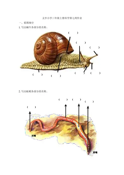 三年级上册科学第七、八周周作业