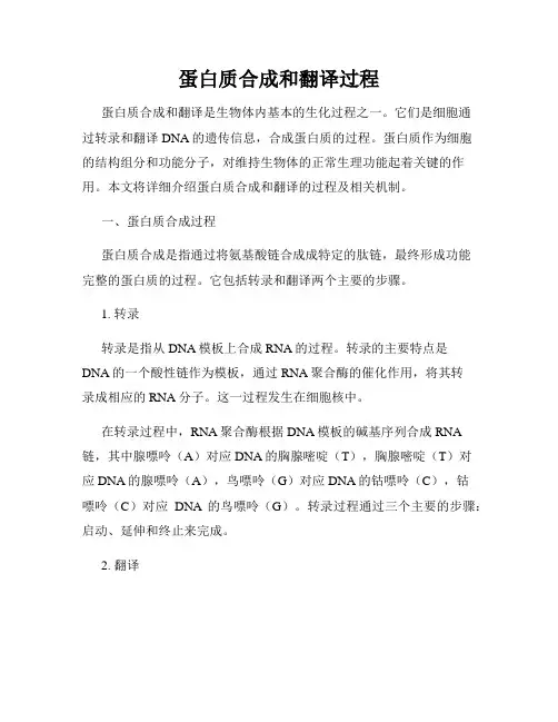 蛋白质合成和翻译过程