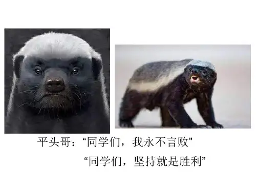 中考专题复习：科学探究实验专题(共33张PPT)