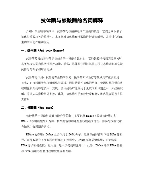 抗体酶与核酸酶的名词解释