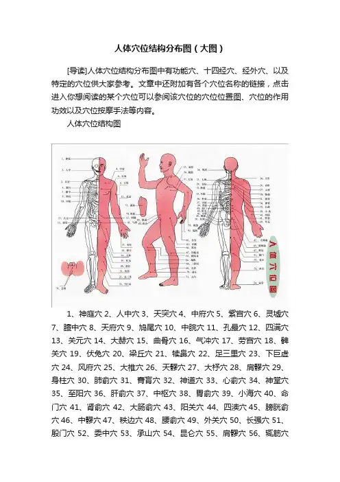 人体穴位结构分布图（大图）