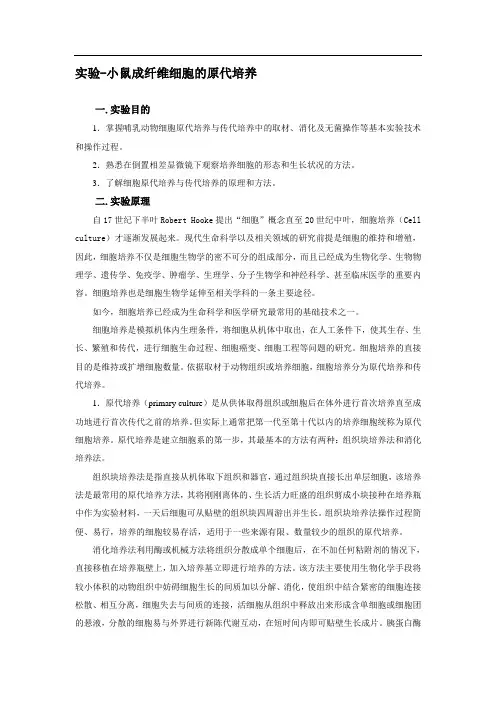 小鼠成纤维细胞原代培养