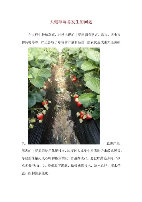 大棚草莓易发生的问题