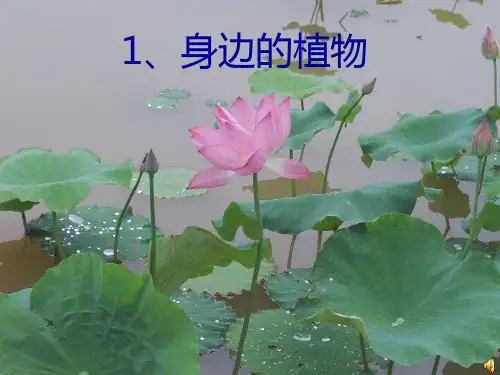 (一上)科学PPT课件身边的植物 冀教版(20张)